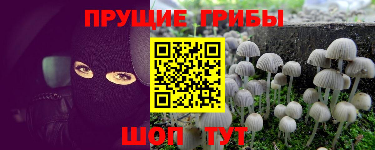 Галлюциногенные грибы Psilocybe Бугульма